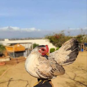 Meet your Posher, Ying